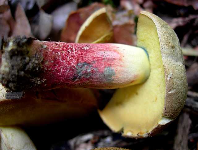 2005 :  Un anno di funghi